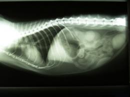 R�ntgenbild Katze