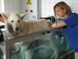 Physiotherapeutin B. L�dke bei der Arbeit am Wasserlaufband