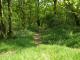 Pfad durch Fr�hlingswald